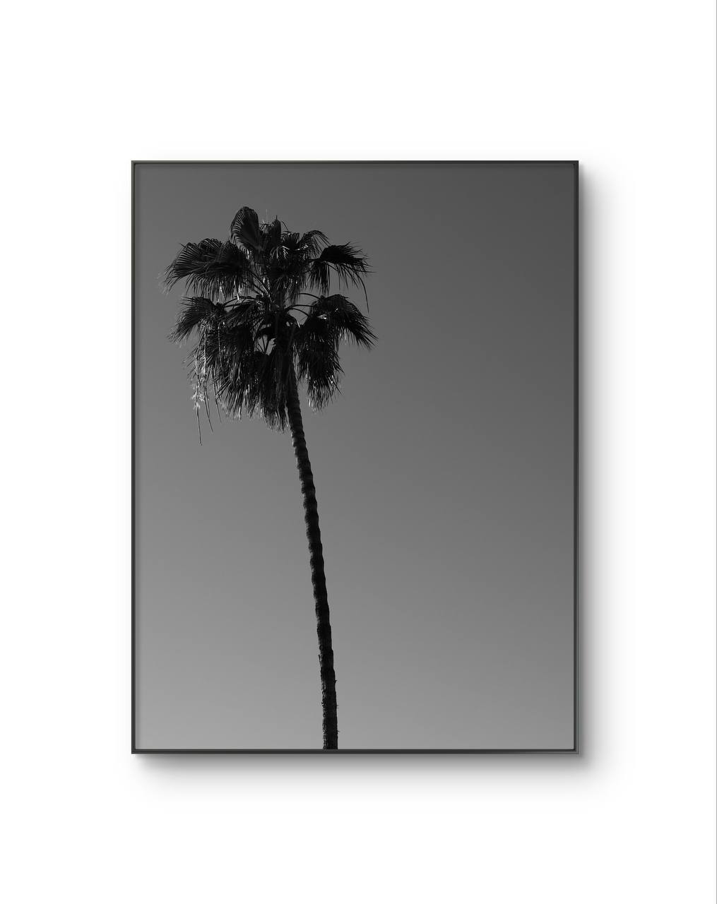 Serena -  Solitary Palm — Photography fine art print by Serena
