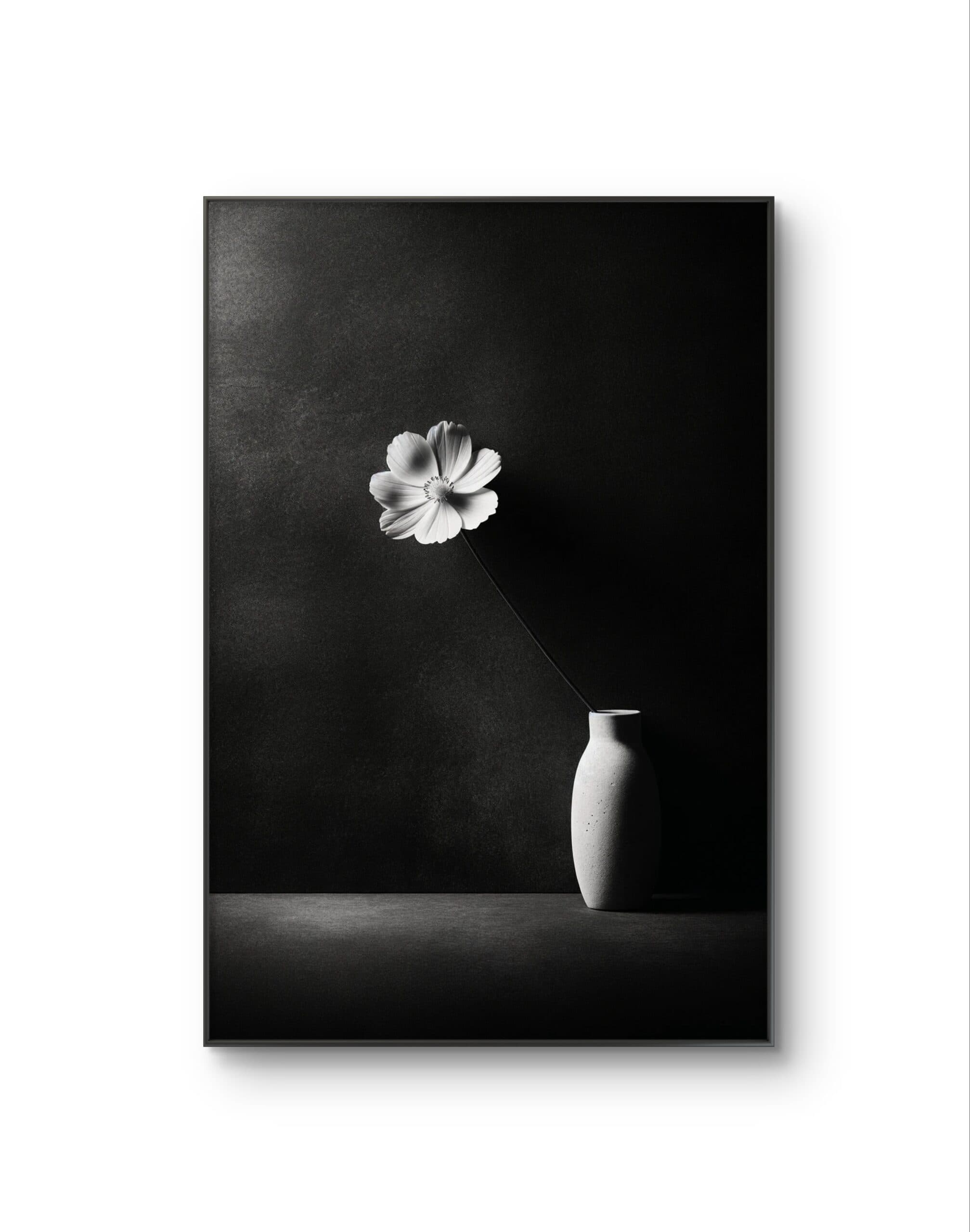 Bonaque - Elegance in Simplicity — Photography fine art print by Bonaque