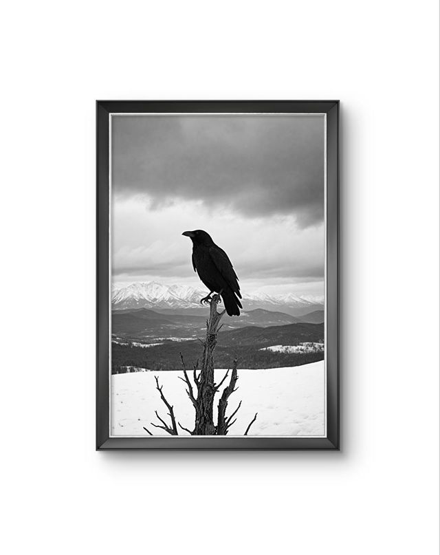 The Watchful Raven — par Bonaque