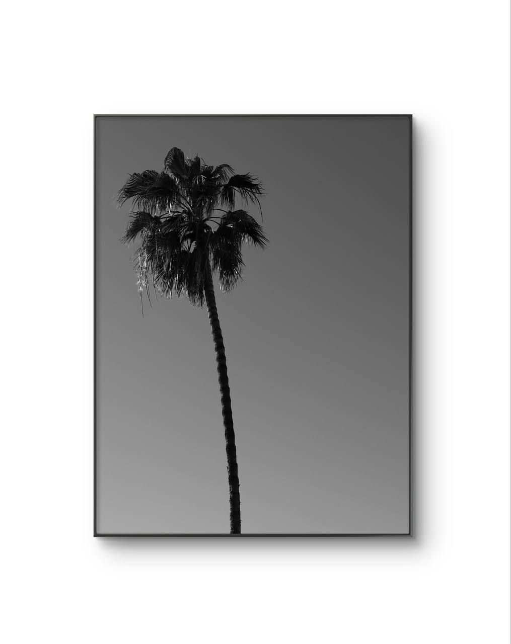Serena -  Solitary Palm — Photography fine art print by Serena
